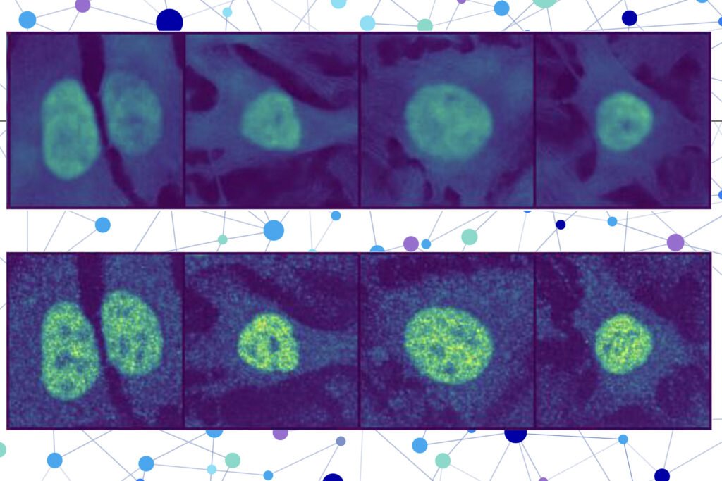 With AI, researchers predict the location of virtually any protein within a human cell | MIT News