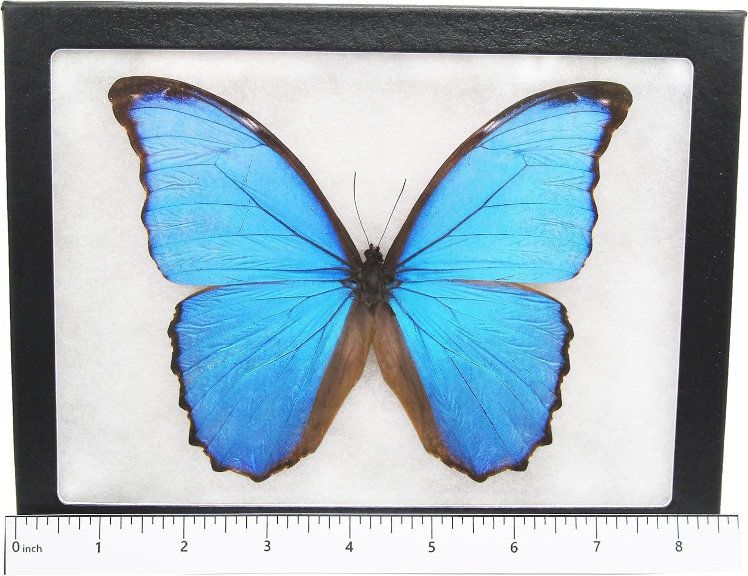 BicBugs Morpho didius REAL FRAMED Blue BUTTERFLY PERU - Image 3