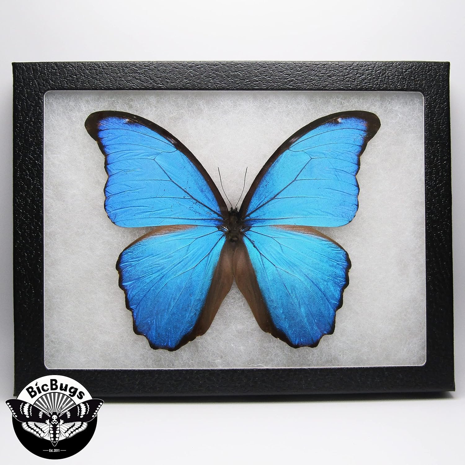 BicBugs Morpho didius REAL FRAMED Blue BUTTERFLY PERU - Image 4