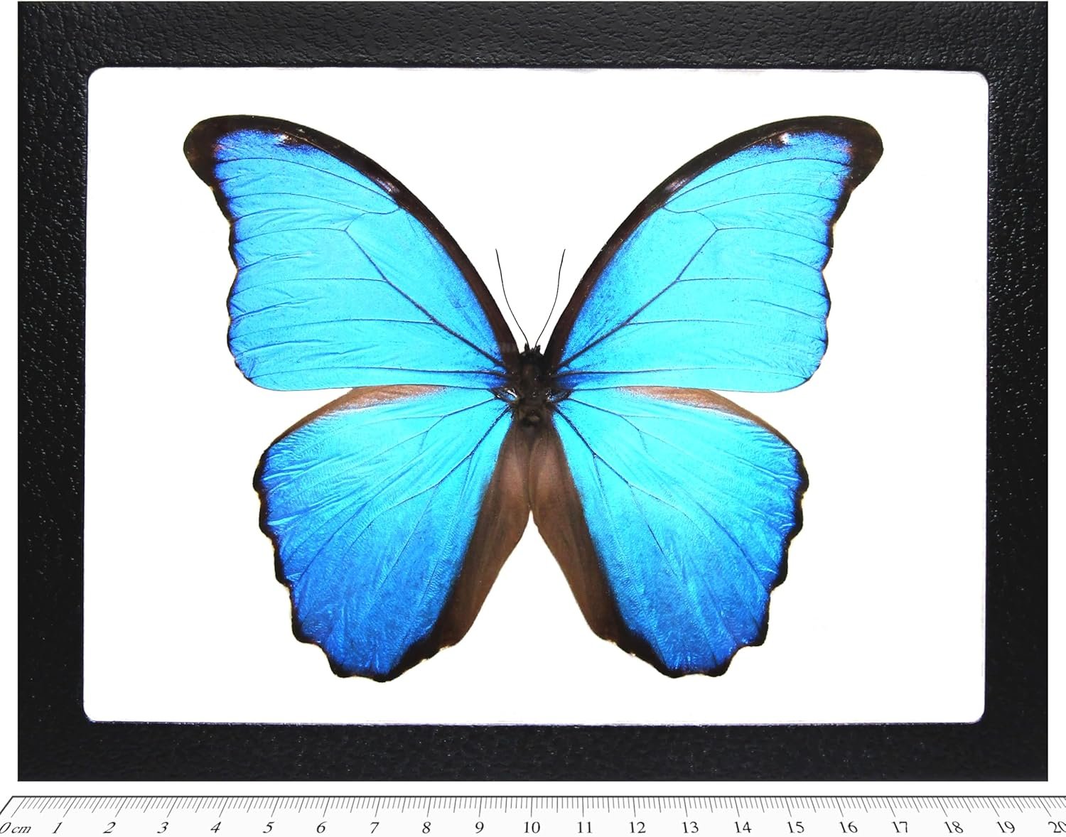 BicBugs Morpho didius REAL FRAMED Blue BUTTERFLY PERU - Image 2